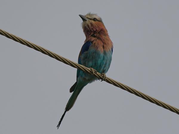 <h3><a href="/trips/tanzania/biota/animalia/chordata/aves/037 coraciiformes/001 coraciidae/coracias caudatus/coracias caudatus-nl.html">Coracias&nbsp;caudatus</a> / Lilac‑breasted&nbsp;roller / Vorkstaartscharrelaar</h3>OM-1 Mark II met OLYMPUS M.150-400mm F4.5 TC, 1/2000 sec  bij F5.6, ISO 250, afstand 18.5&nbsp;m